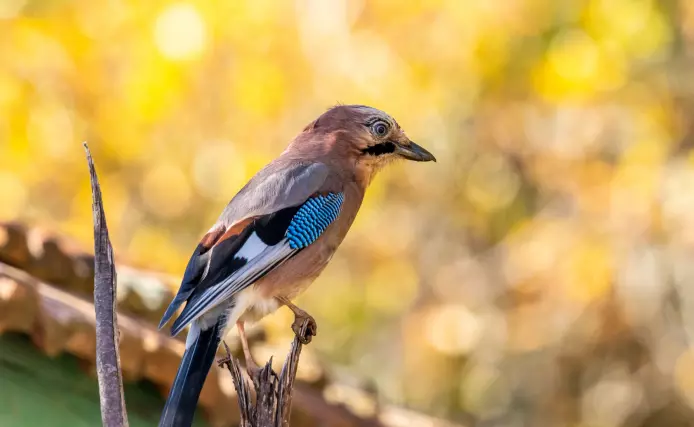 Бёрдвотчинг: как начать наблюдать за птицами