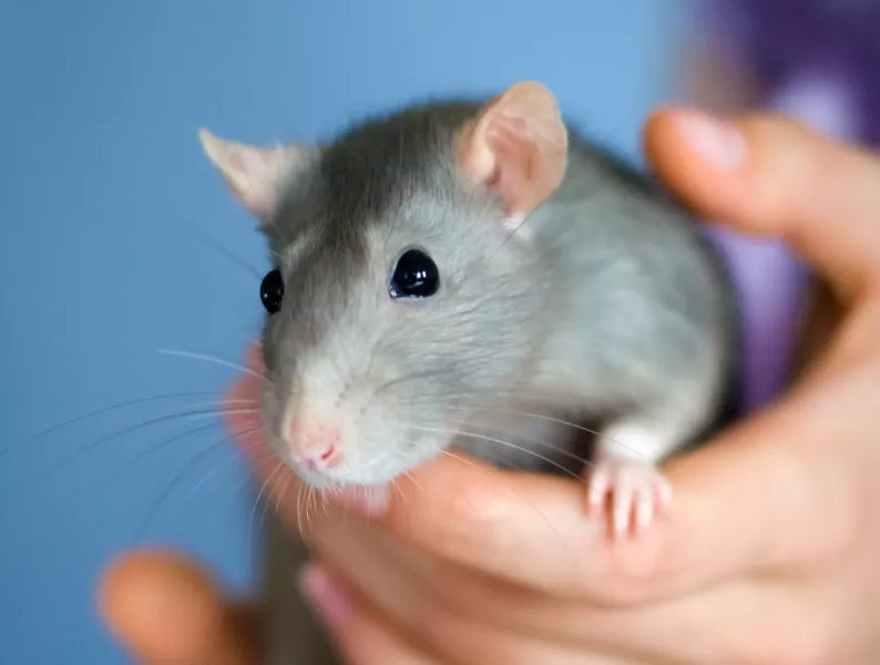 Особенности содержания и ухода за домашними крысами