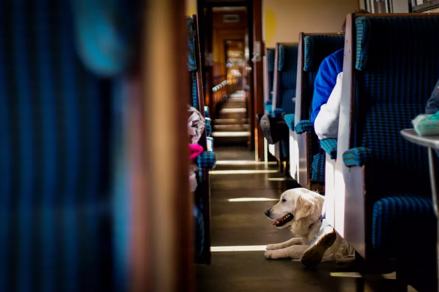 Путешествие с питомцем: как перевозить животное в поезде