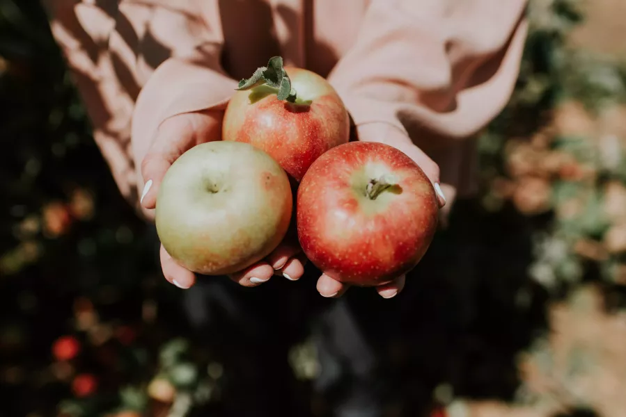 Яблочный бум: рецепты блюд из яблок