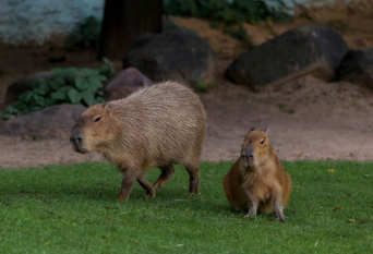 moscowzoo.ru