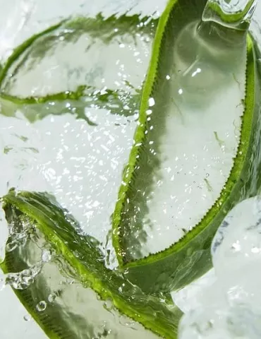 @holikaholika_official